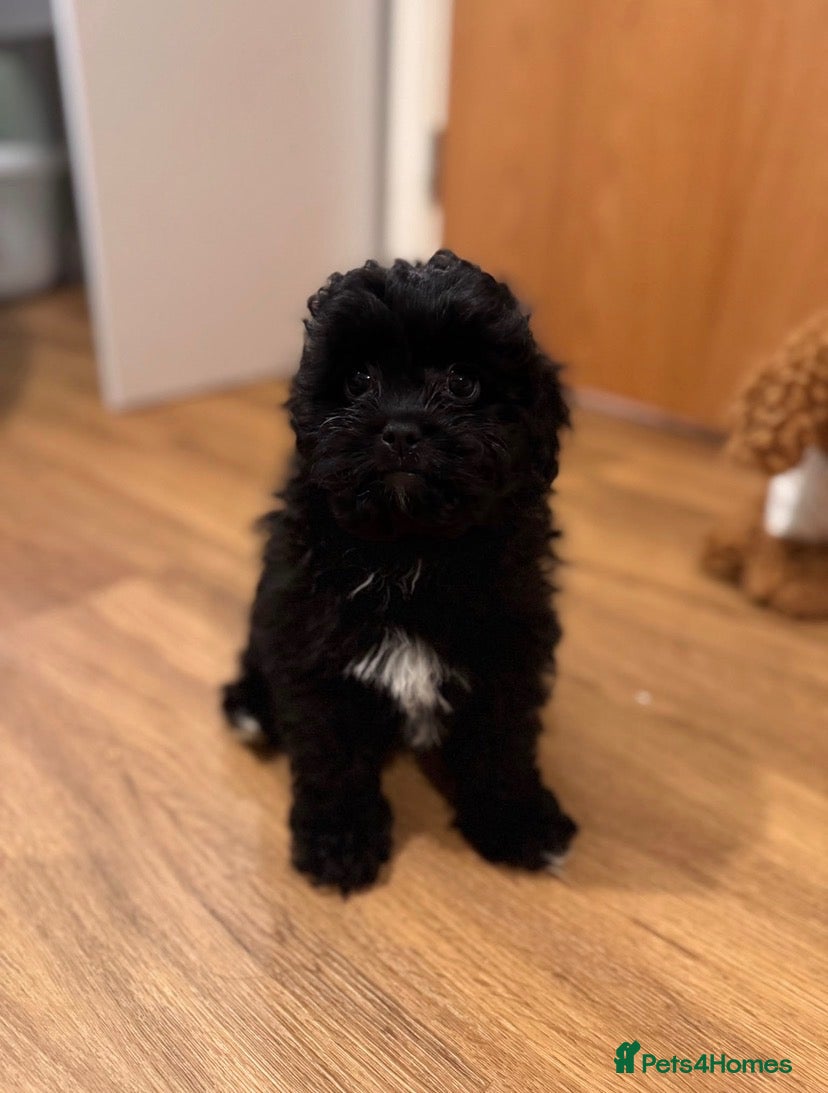 Cava Tzu dogs for sale: Cavatzu - Advert 1