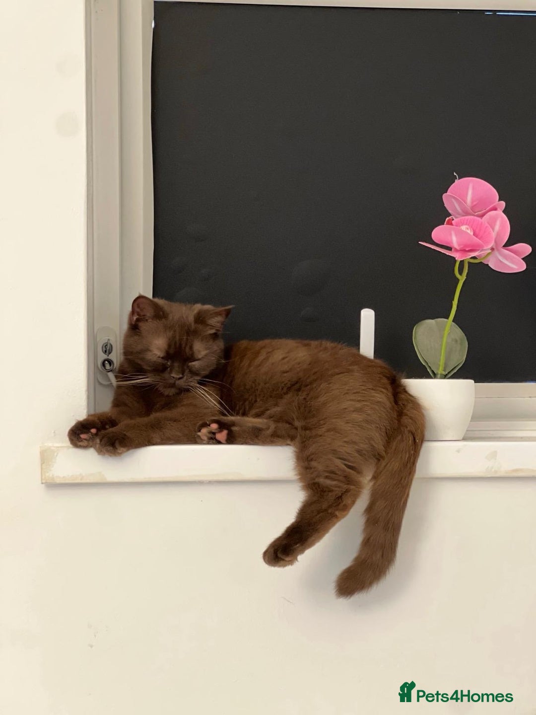 British Shorthair cats for sale: 🐾 Purebred British Shorthair Female Solid Choco - Image 9