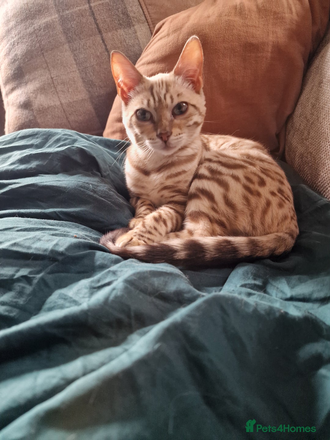 Bengal cats for sale: Pure Bengal to a loving home - Image 6