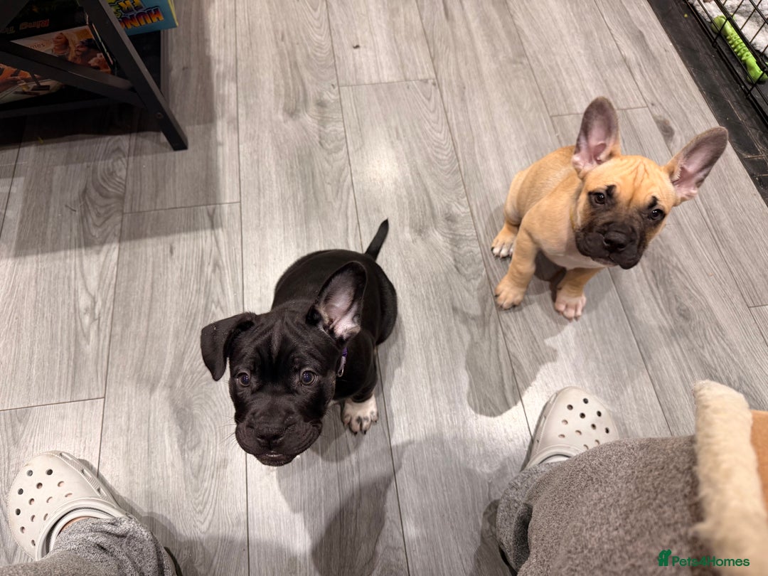 Mixed Breed dogs for sale: American french bully  - Advert 33