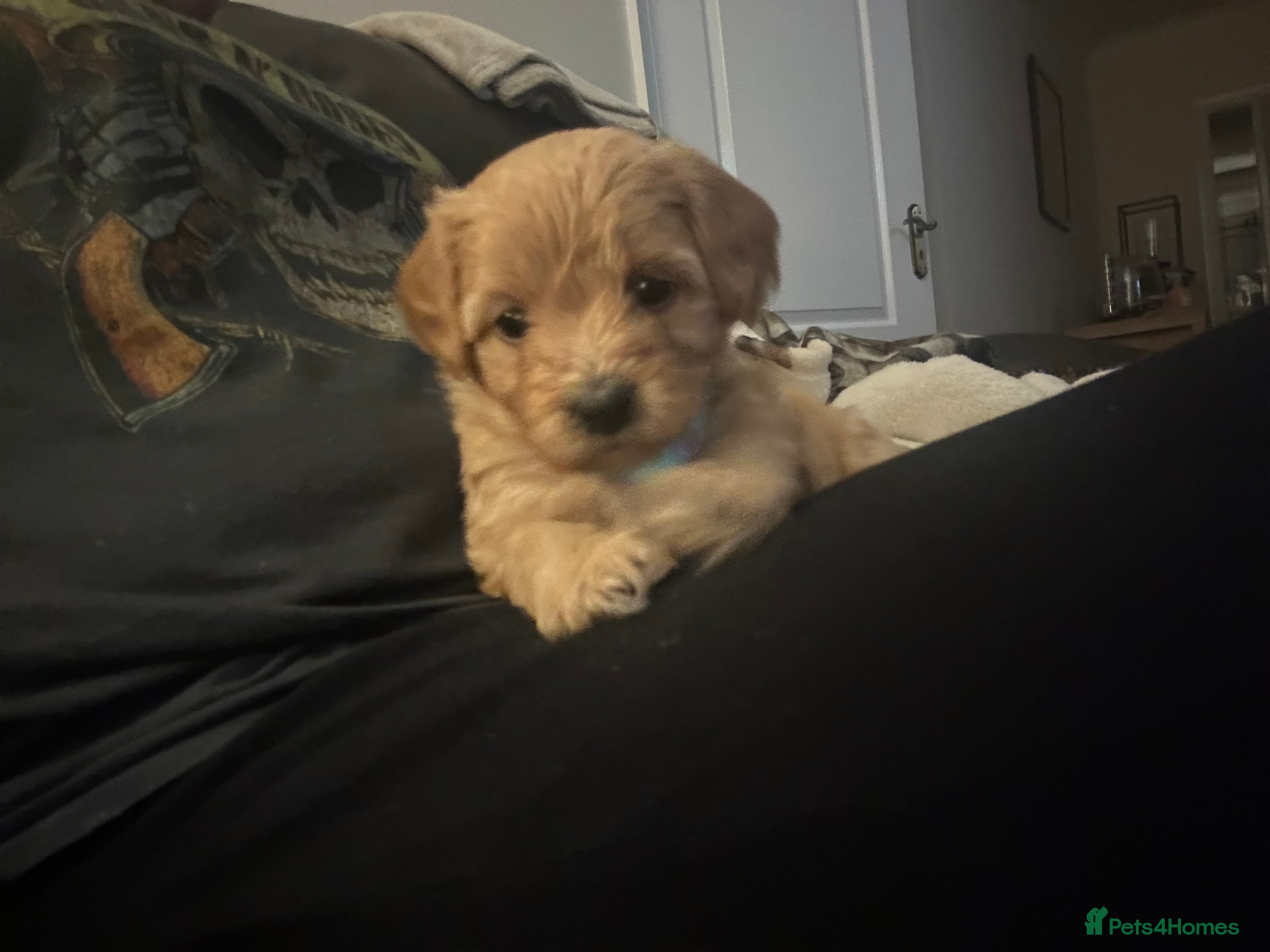 Mixed Breed dogs Cockachon Puppies - cocker spaniel bichon mix - Advert 1