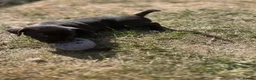 Patterdale Terrier dogs for sale: One girl left  - Advert 3