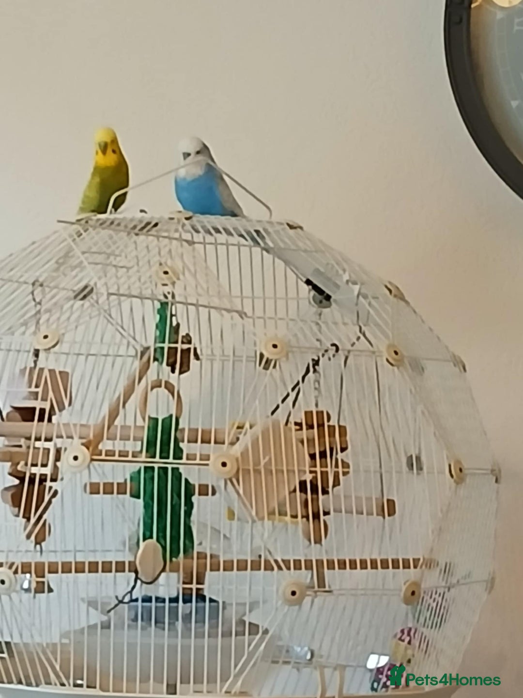 Budgerigars birds for sale: 2 male budgies  - Image 5
