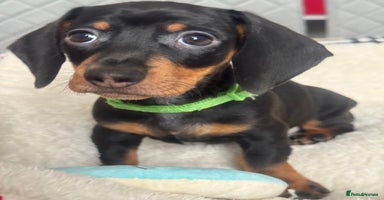 Dachshund dogs - Advert 4