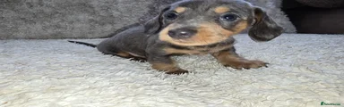 Miniature Dachshund Puppy 5