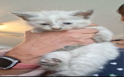 Norwegian Forest Cat cats for sale: HALF Norwegian Forest Kittens!!! - Image 4