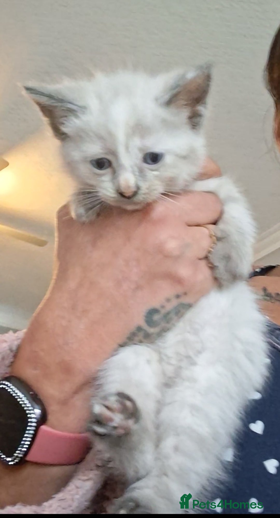 Norwegian Forest Cat cats for sale: HALF Norwegian Forest Kittens!!! - Image 4