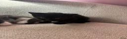 Mixed Breed cats for sale: 4 beautiful kittens  in Chester-le-Street - Advert 8