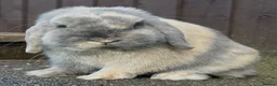 Mini Lop rabbits for sale: Blue Harli vm buck  - Advert 5