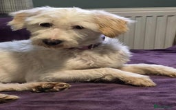 Mixed Breed dogs for adoption: SWEET JASPER  - Image 9