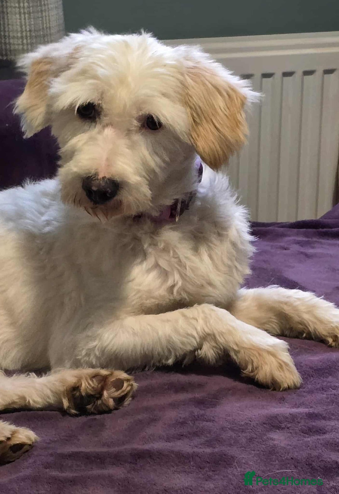 Mixed Breed dogs for adoption: SWEET JASPER  - Image 9