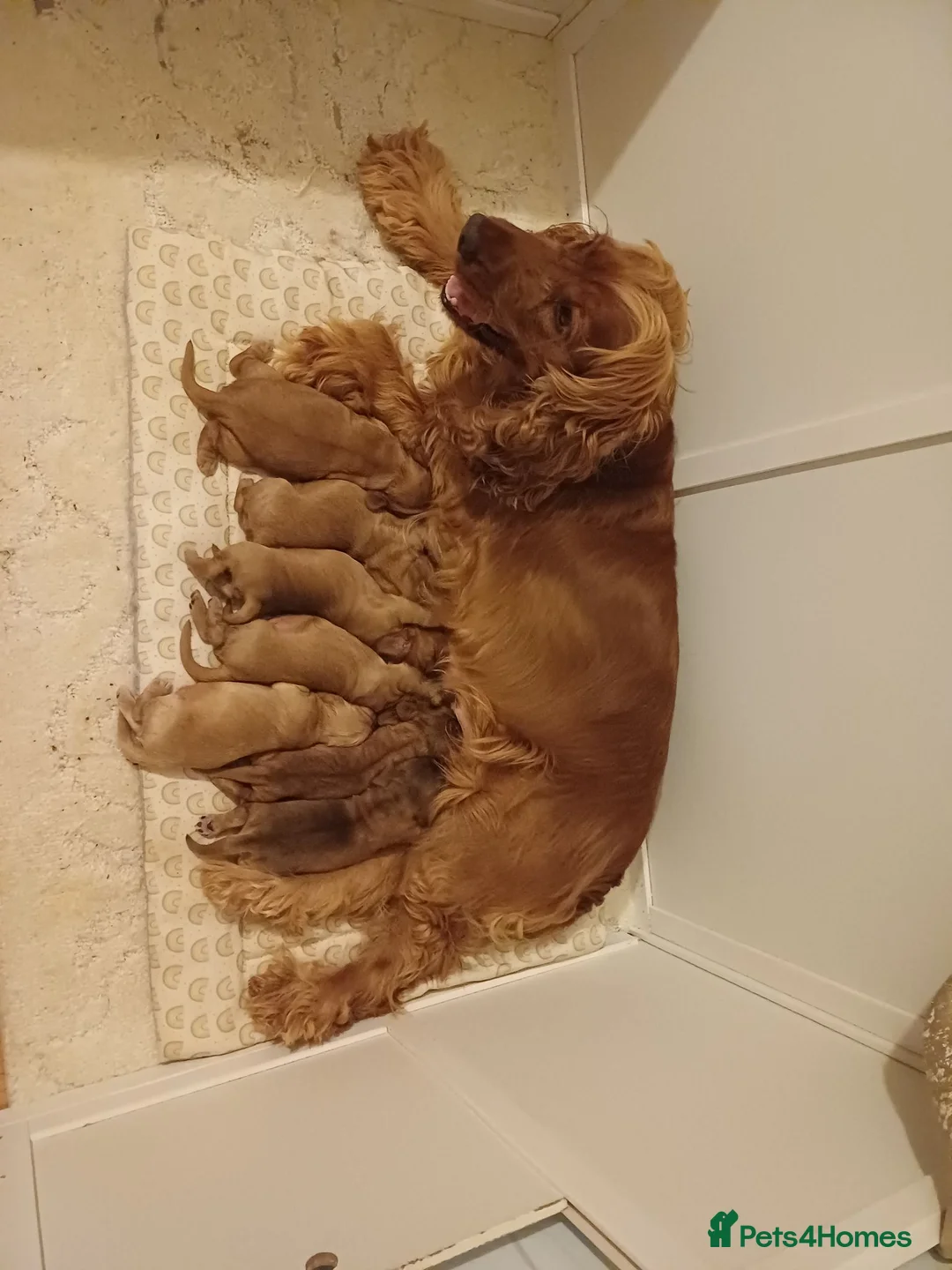 Cocker Spaniel dogs for sale: Show type cocker spaniel puppies  - Advert 1