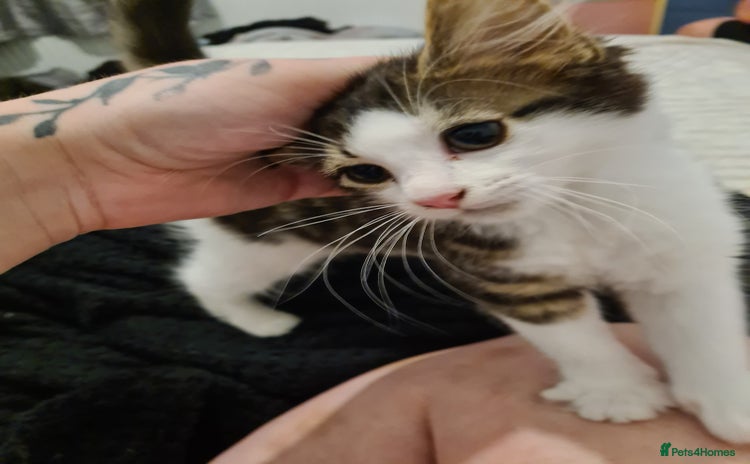 Mixed Breed cats for sale - Advert 1
