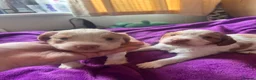 Toy Poodle dogs for stud: Brown Merle Poodle health tested - Advert 22