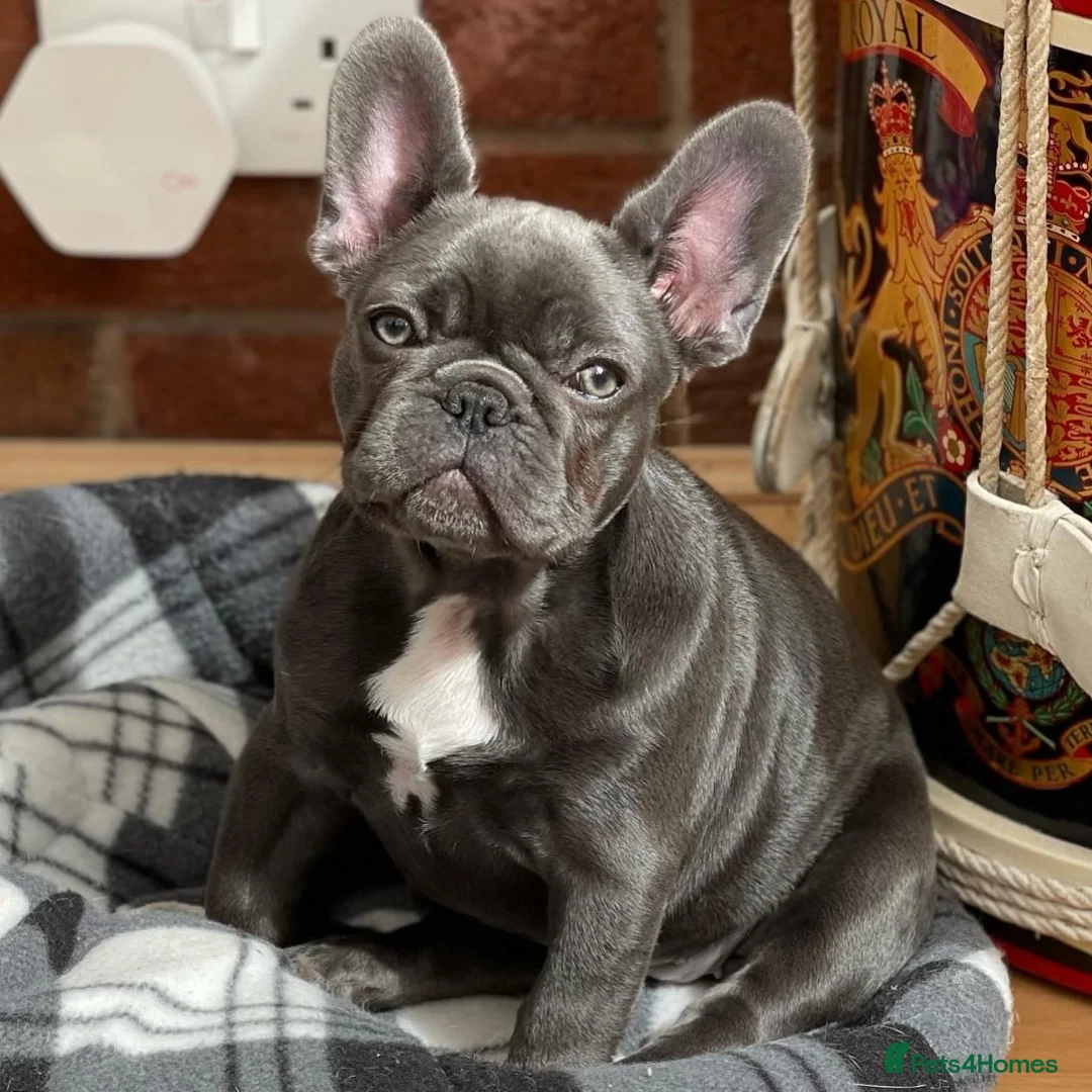 French Bulldog dogs for stud: Mayan, Rfg, bva, Silver health tested Lilac tan in Sheffield - Advert 21