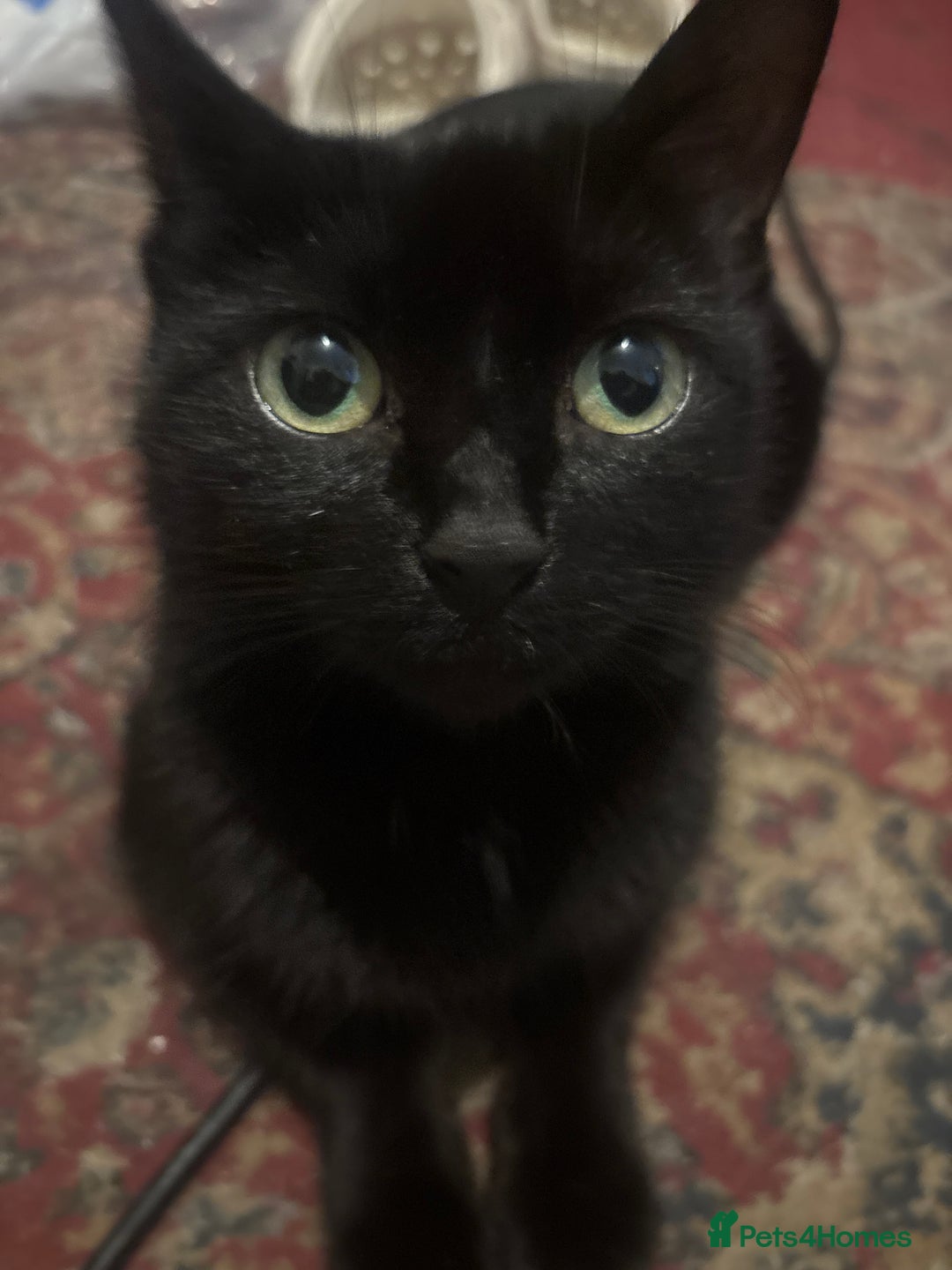 Mixed Breed cats for sale: Kittens looking for forever home - Advert 2