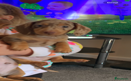 Miniature Dachshund dogs for sale: Minature daschund rainbow litter READY 19th SEPT - Image 19