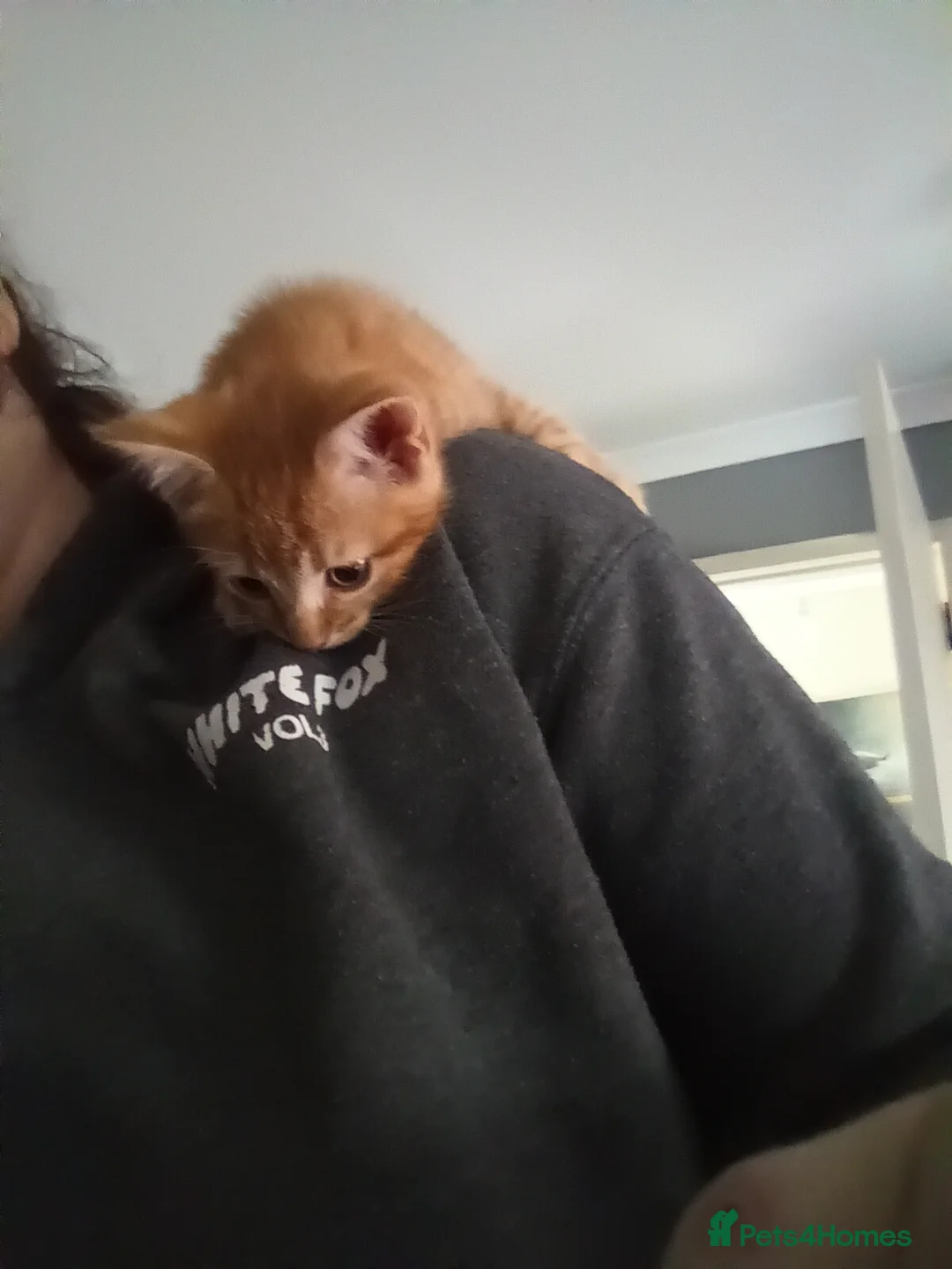 Mixed Breed cats for sale: 2 ginger kittens - Advert 3