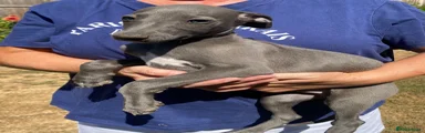 Whippet 3