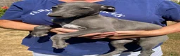 Whippet dogs for sale: Beautiful blue/brindle Whippets  - Advert 25