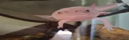 Axolotl reptiles for sale: 2 x Axolotls  - Advert 3