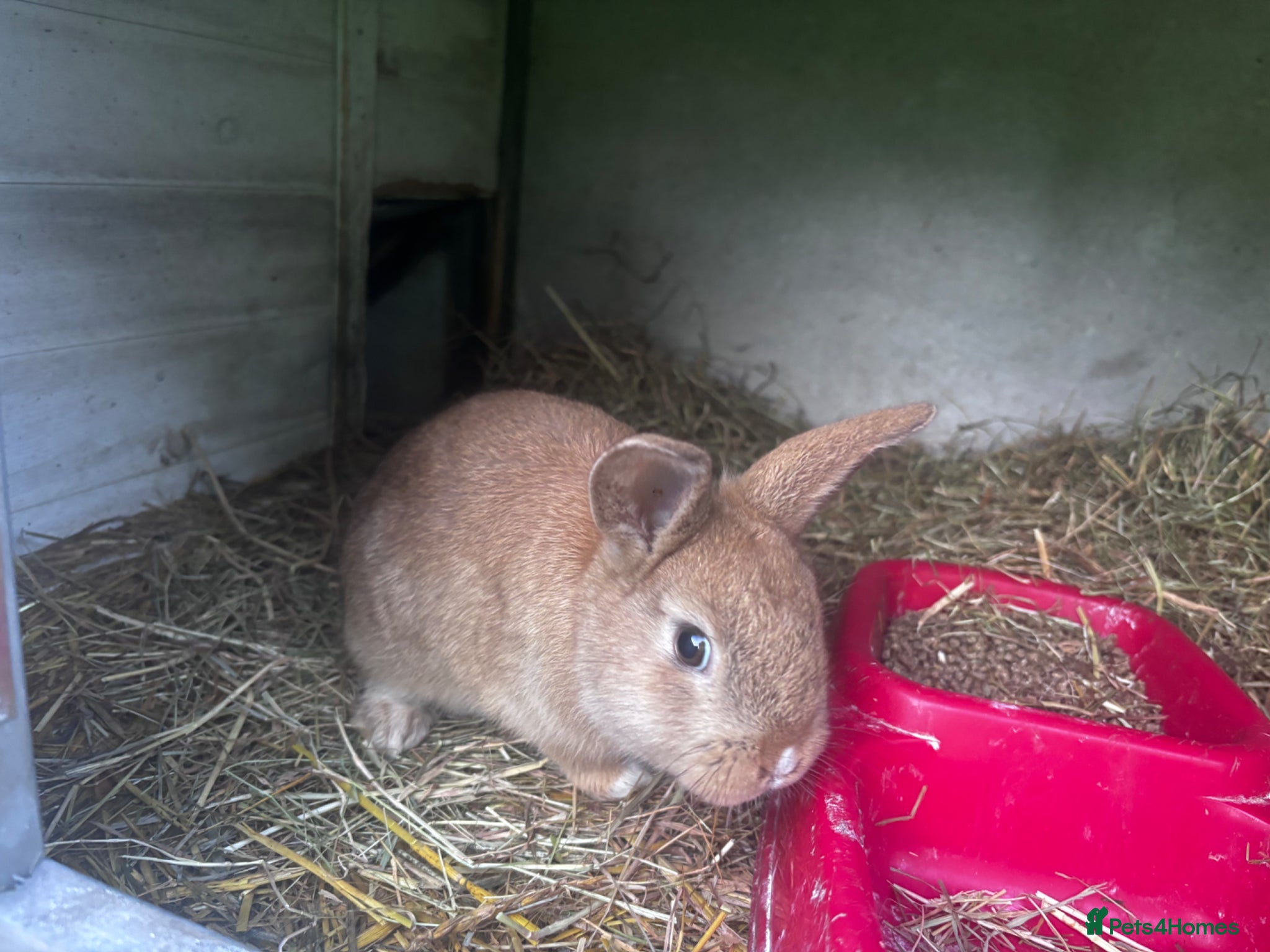 Mini Lion Lop rabbits 3 Beautiful Mini Lionhead Lops For Sale. £50 Each. - Advert 1