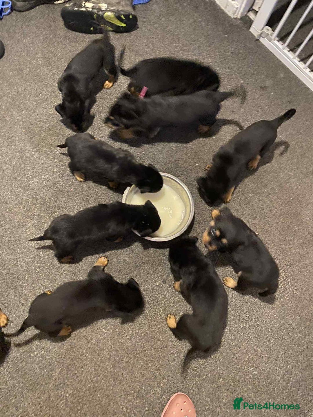 Rottweiler dogs for sale: 10 Rottweiler puppies - Image 13
