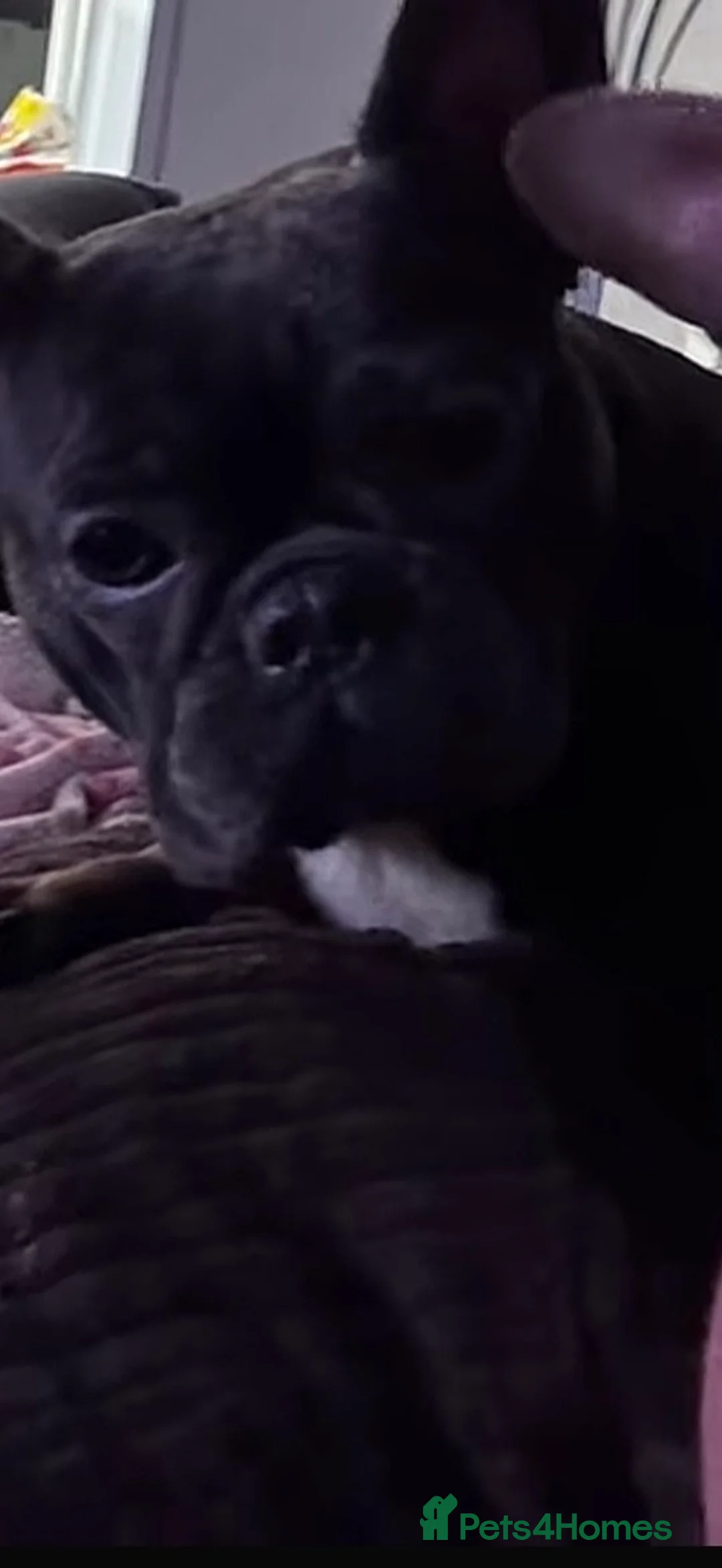 French Bulldog dogs for sale: French bull dog female  in Aylesbury - Advert 3