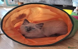 Ragdoll cats for sale: Male ragdoll kitten (4 months old) - Image 7
