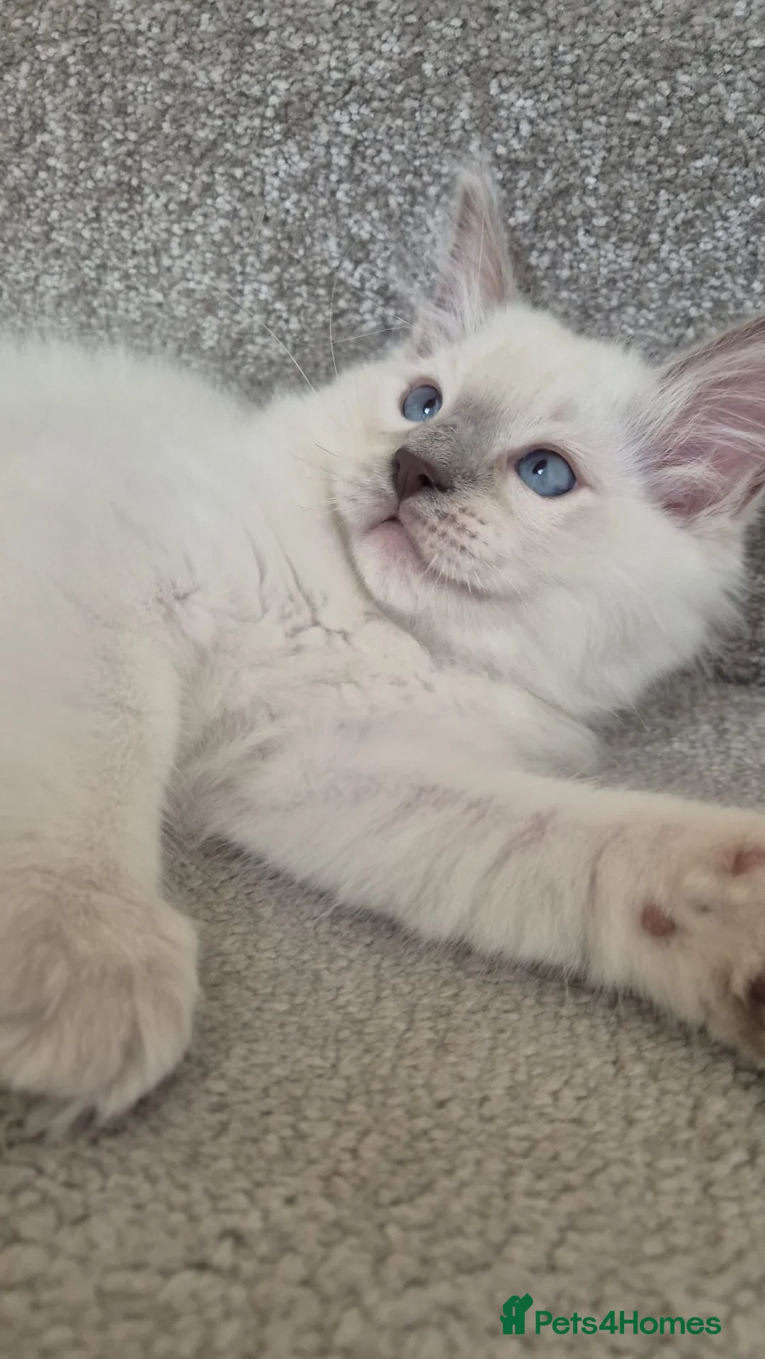 Ragdoll cats for sale: Pure White Raggdol - Advert 2