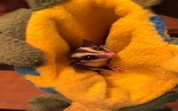 Sugar Glider rodents for sale: male and female ready to go - Advert 3