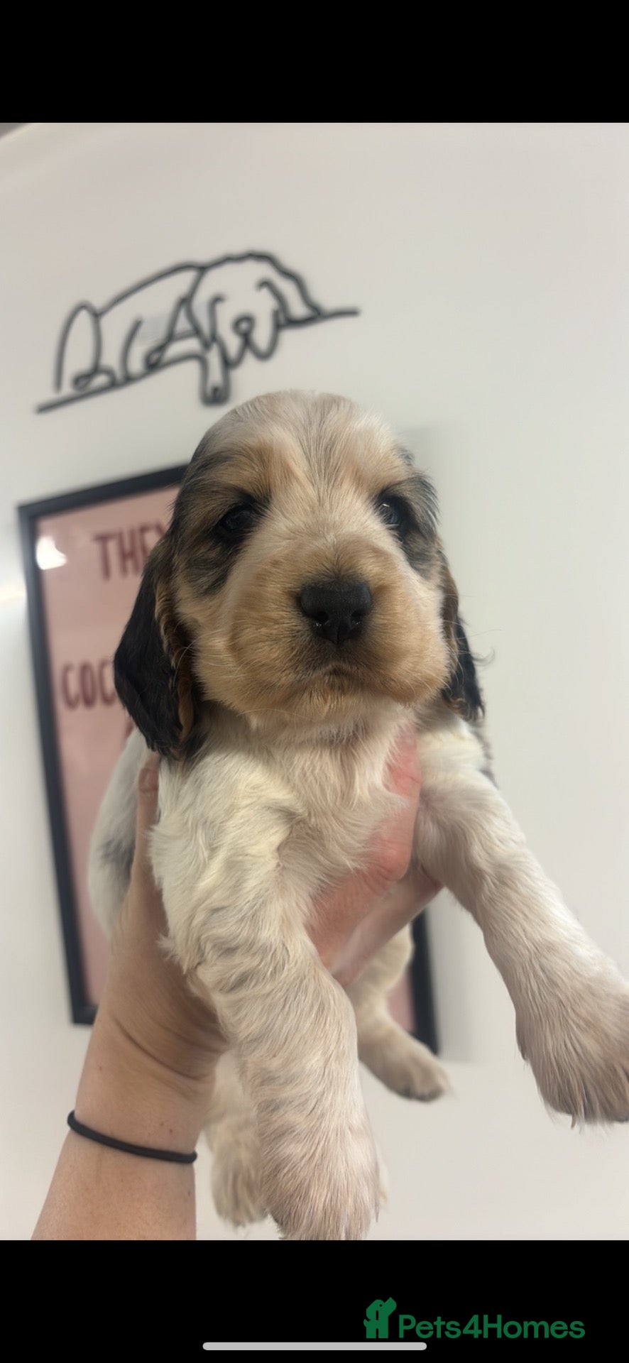 Cocker Spaniel dogs 🤎 KC show cocker spaniels 🤎 - Advert 1
