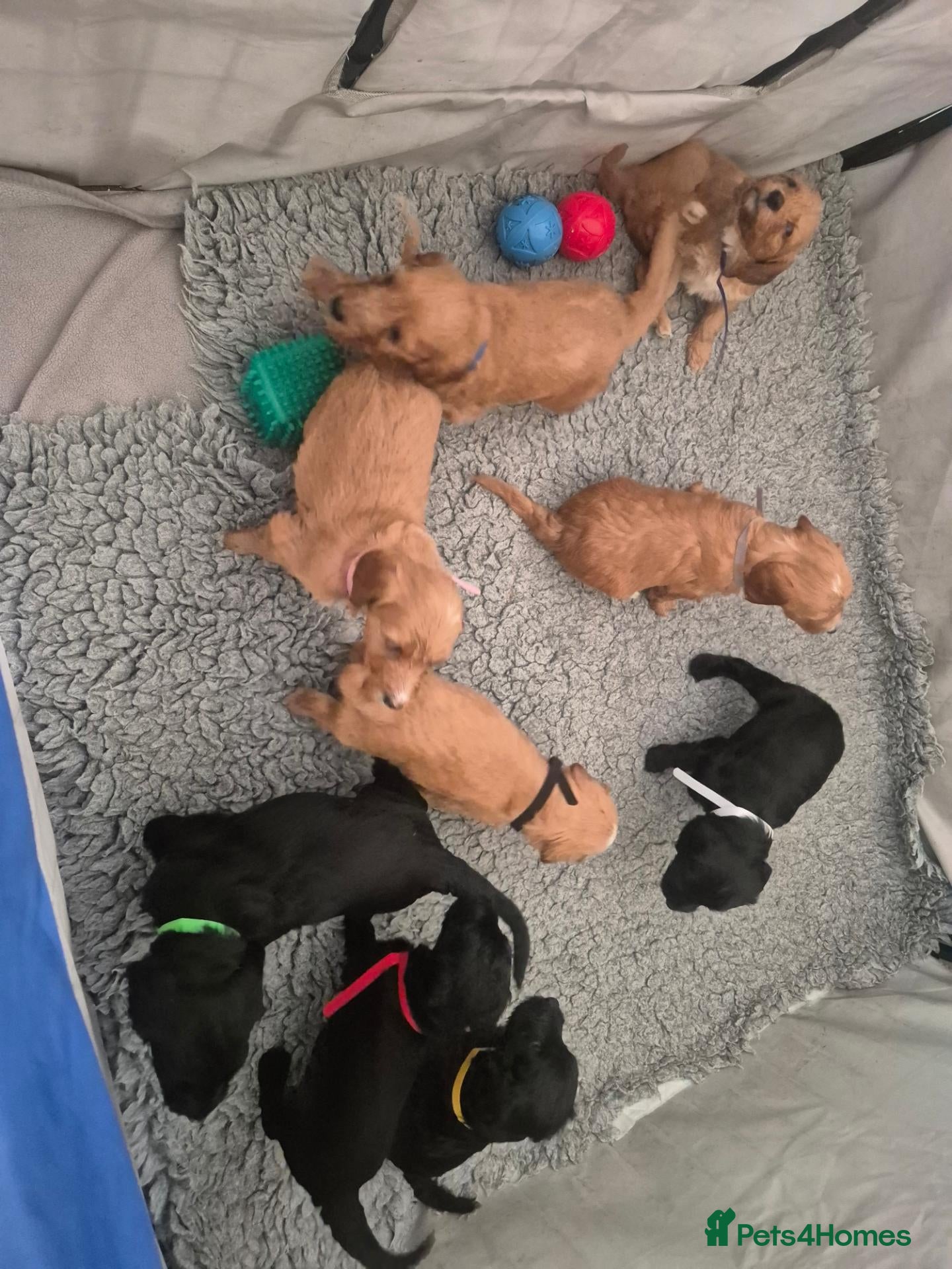 Irish Doodle dogs Gorgeous Irish Doodle Litter Ready For New Homes - Advert 7