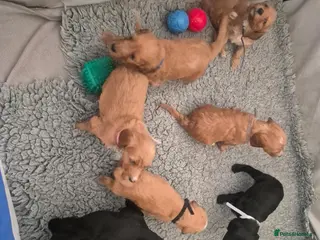 Irish Doodle dogs Gorgeous Irish Doodle Litter Ready For Homes Now - Advert 15
