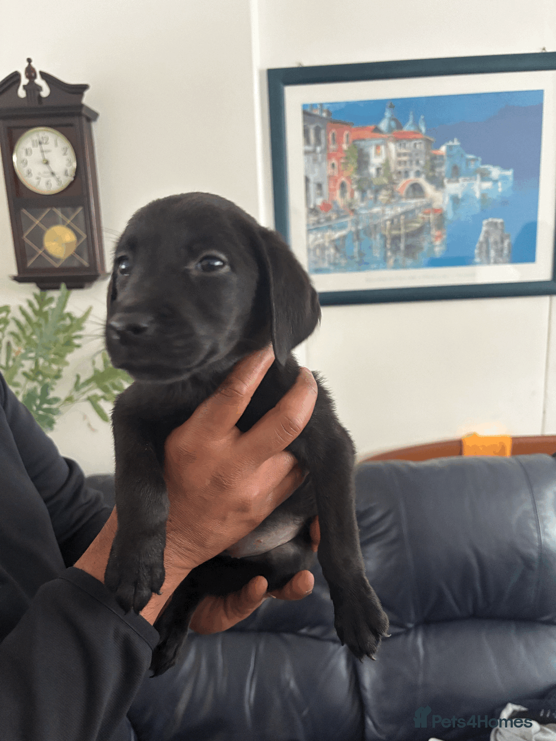 Labrador Retriever dogs for sale: Beautiful Labrador Puppies (4 boys 4 girls) in Wishaw - Image 6