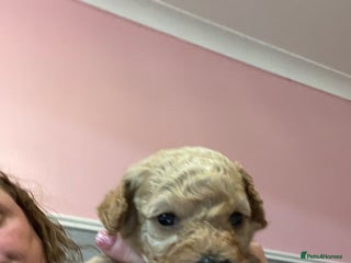 Toy Poodle dogs Stunning toy poodle puppies - Advert 5