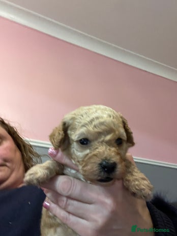 Toy Poodle dogs Stunning toy poodle puppies - Advert 3