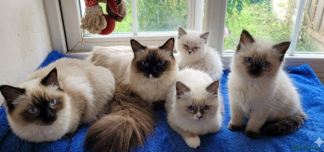 Ragdoll cats Gorgeous Blue Point Ragdoll Litter - Advert 1