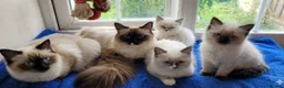 Ragdoll cats for sale: Gorgeous Blue Point Ragdoll Litter - Advert 1