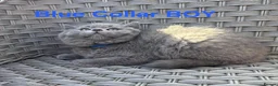 British Shorthair cats for sale: GCCF British Short Hair Kittens Blue  - Advert 8