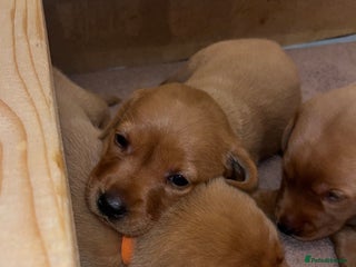 Labrador Retriever dogs - Advert 11