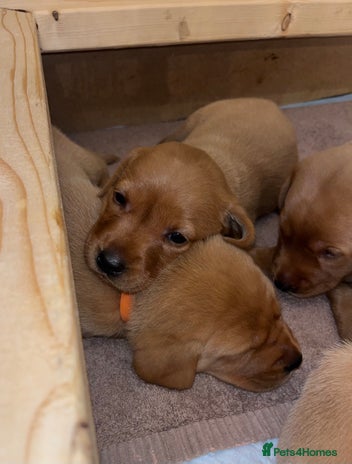 Labrador Retriever dogs - Advert 3