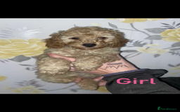 Miniature Poodle dogs for sale: Miniature poodles  - Image 3