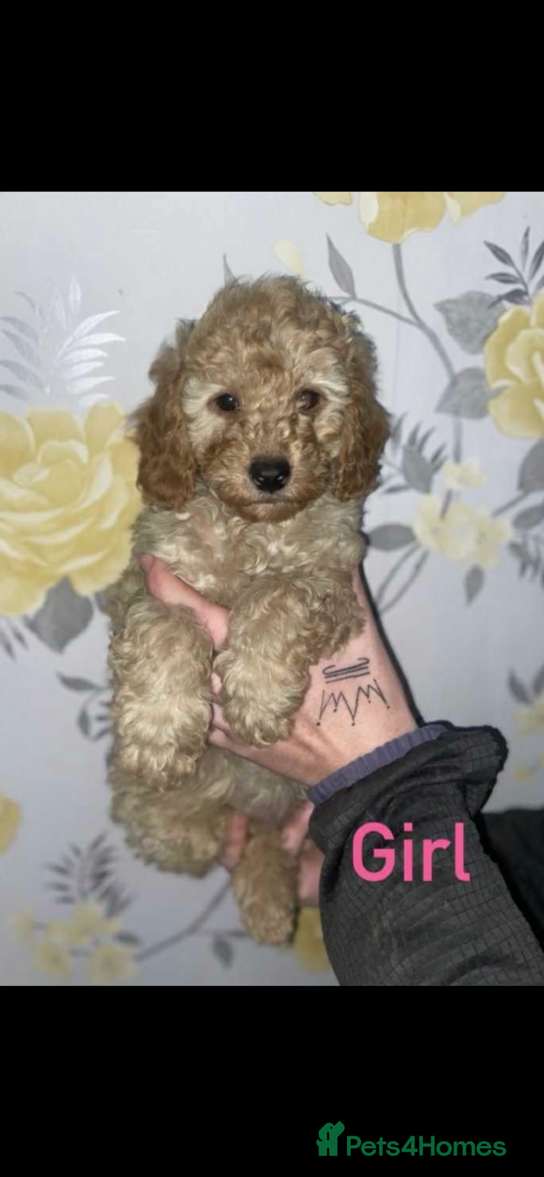 Miniature Poodle dogs for sale: Miniature poodles  - Image 3