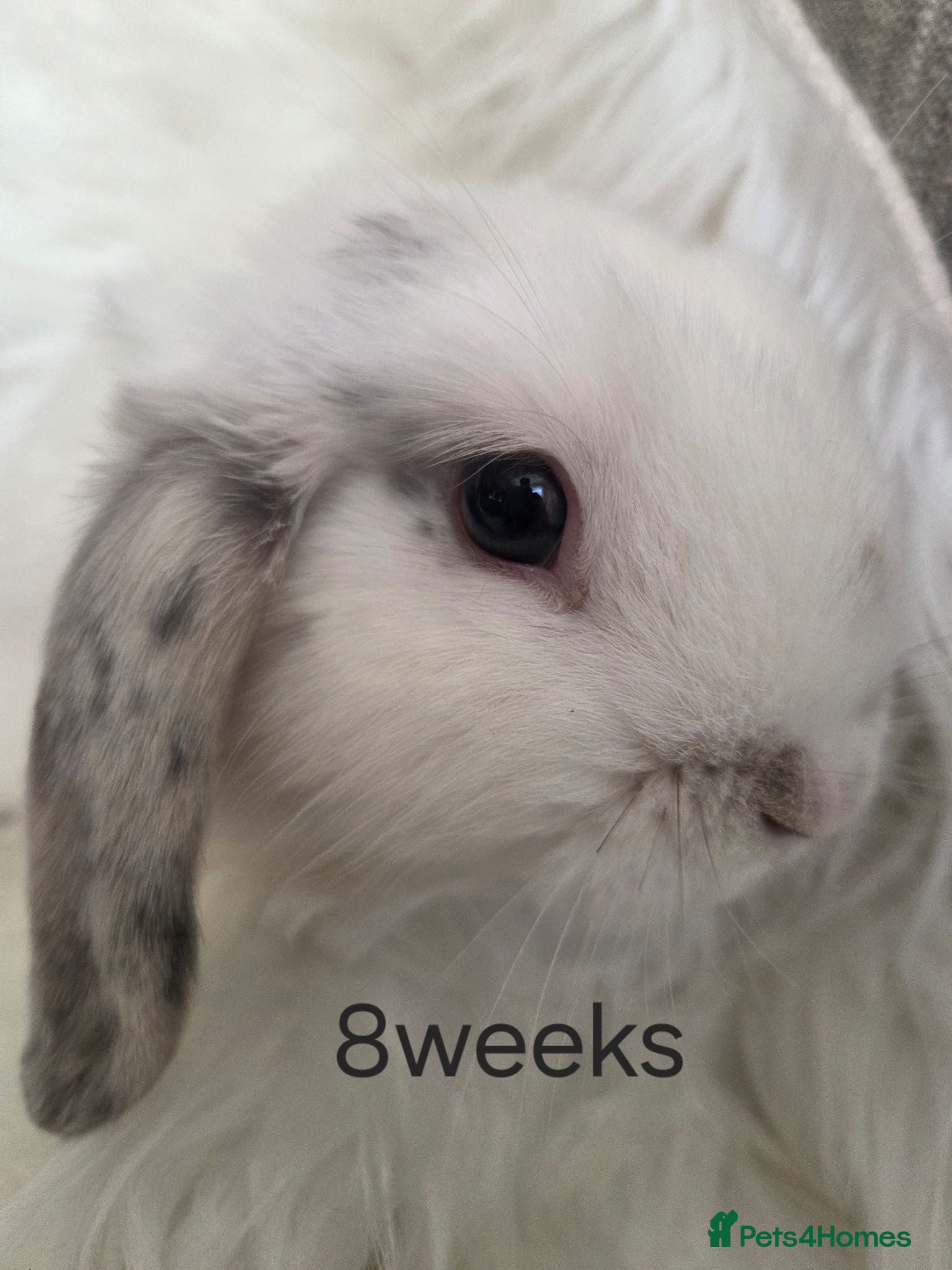 Mini Lop rabbits  ONLY TWO GIRLS AVAILABLE .  - Advert 2