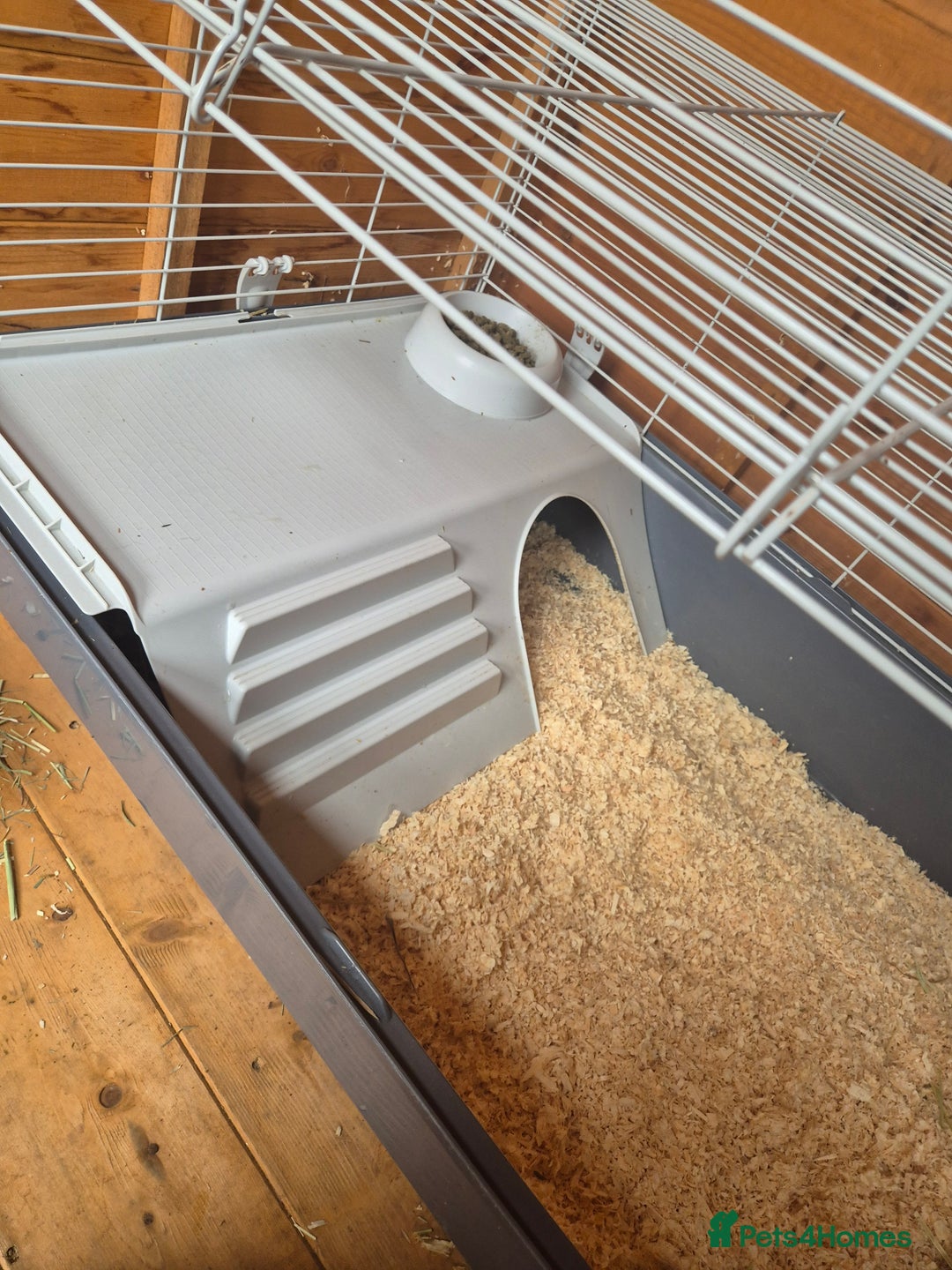 Guinea Pig rodents for sale: X2 guinea pigs for sale  - Image 5