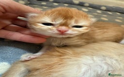 British Shorthair cats for sale: GCCFreg BSH & BLH Chocolate & Black Golden Kittens - Image 17