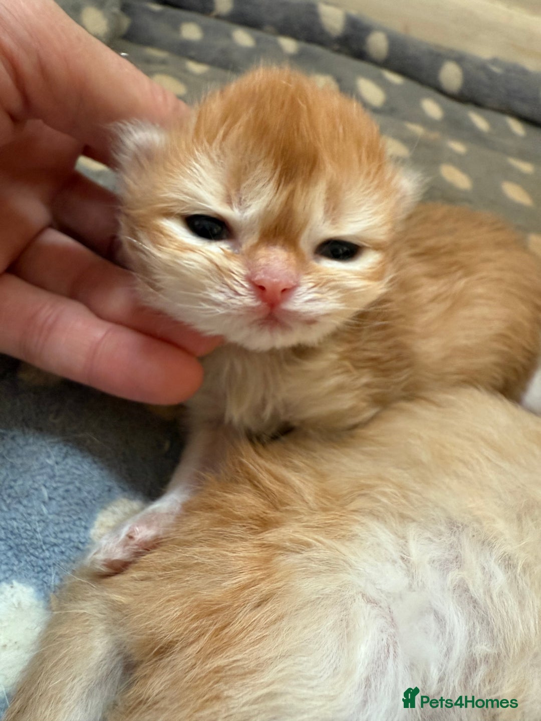 British Shorthair cats for sale: GCCFreg BSH & BLH Chocolate & Black Golden Kittens - Image 17