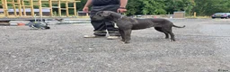 Cane Corso dogs for sale: Exceptional Male Cane Corso – Kano - Advert 7