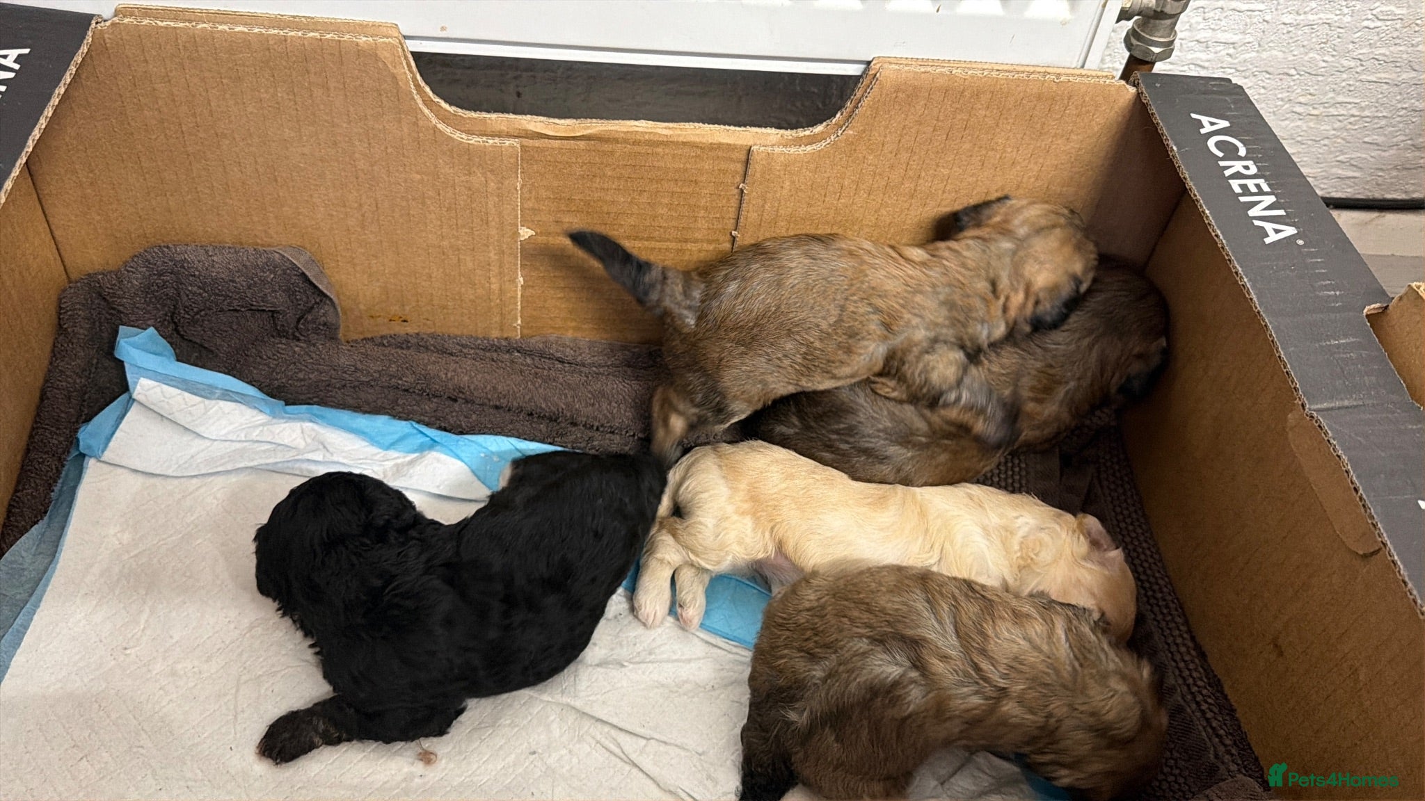 Mixed Breed dogs Havanese x Poochon mix pups - Advert 16